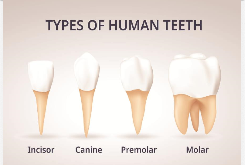 Oral Hygiene & Dental Care