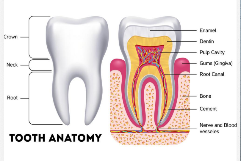 Oral Hygiene & Dental Care